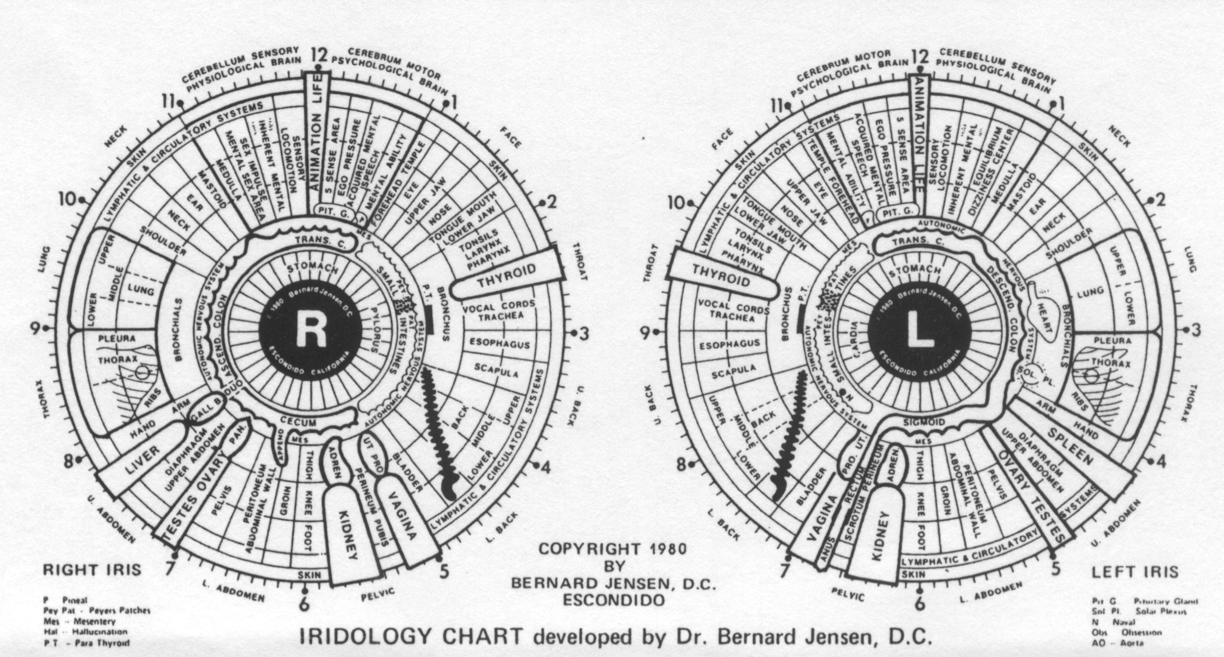 Iridology Chart