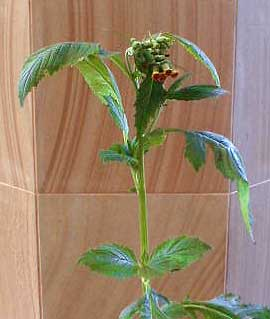 thickhead herb