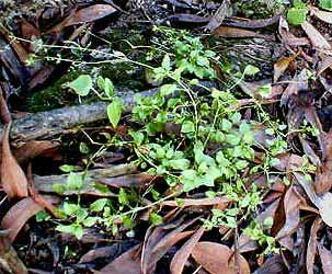 chickweed herb